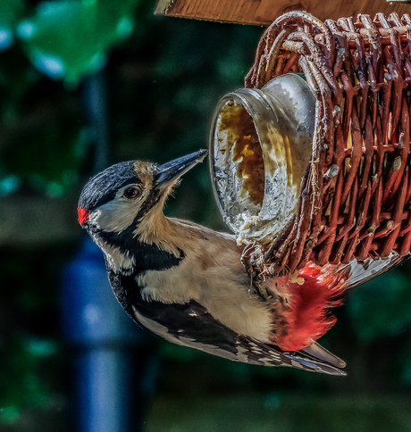 Specht in de tuin