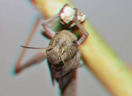 Grasshopper Blijdorp Zoo Rotterdam 3D anaglyph