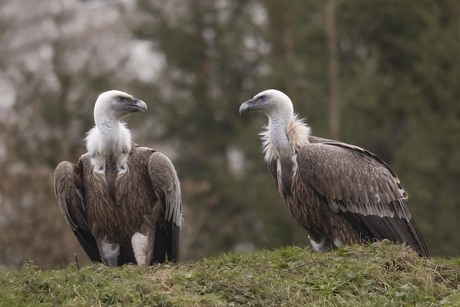 roofvogels