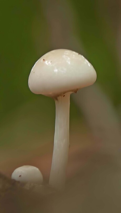 Champignon