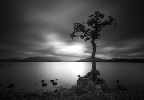 Tree Loch Lomond Scotland