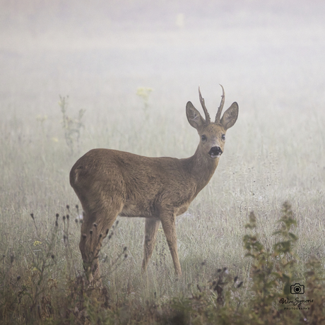 Reebok in ochtendmist
