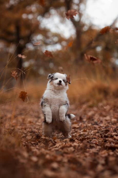 Speelse puppy in herfstbladeren