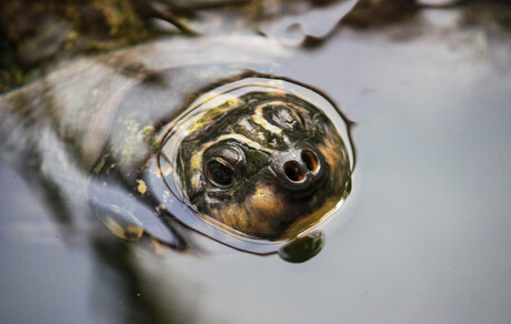 Schildpad komt even kijken