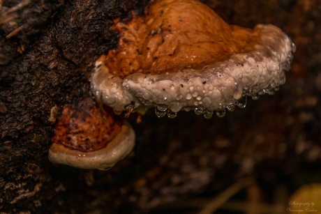 paddenstoel elfenbankje met waterdruppels