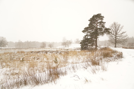 winter's landschap