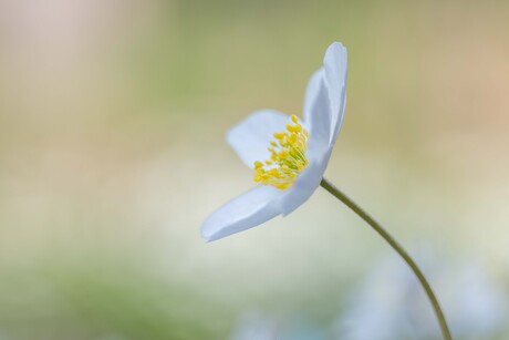 Klein maar onstuitbaar