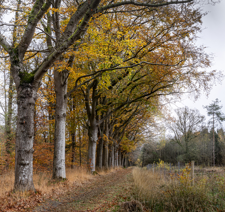 Mooie laan in herfstkleuren 