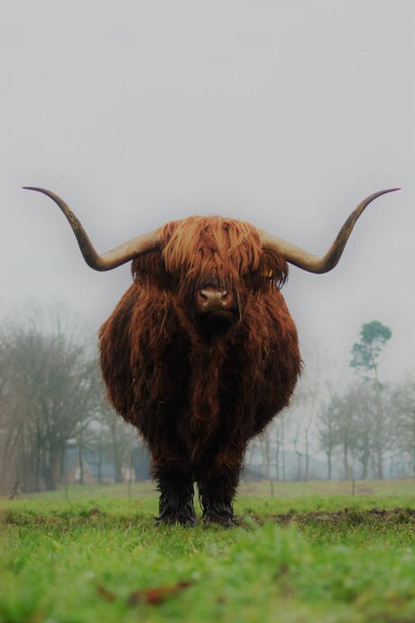 Portret Schotse Hooglander