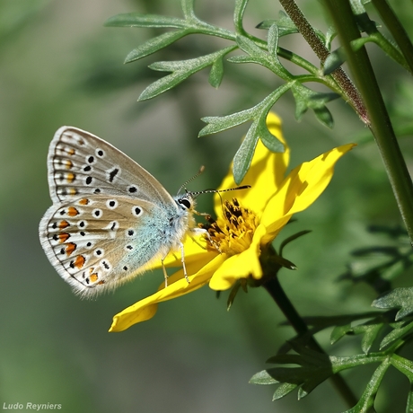 Icarus blauwtje