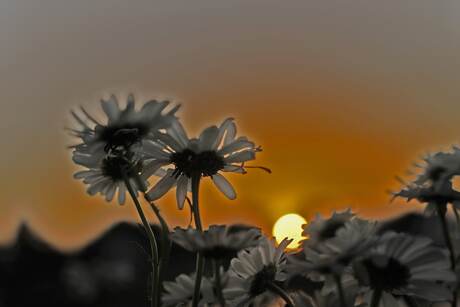 daisy in the sunset