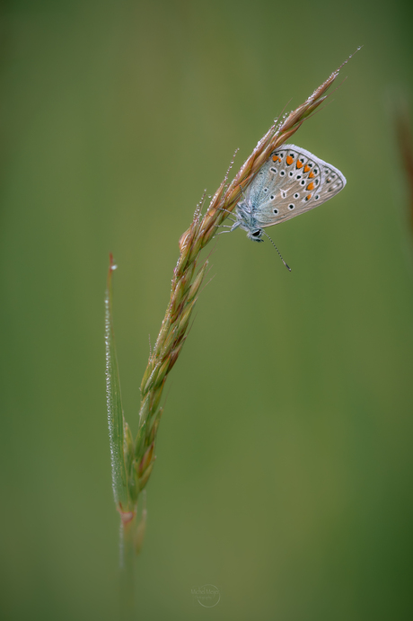 Bruin Blauwtje