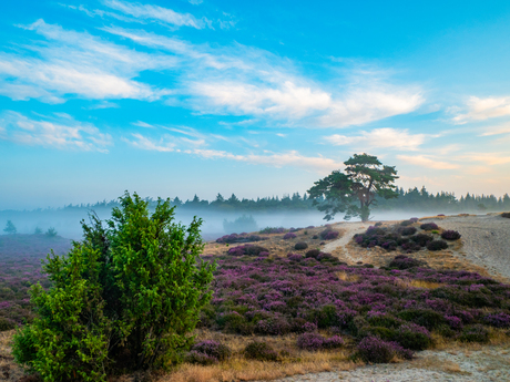 mist en heide