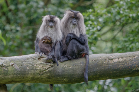 Baardaap familie