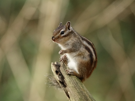 In het Wandelbos