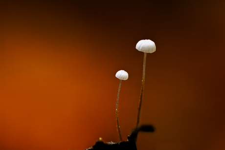 Miniatuur met majestueuze stilte