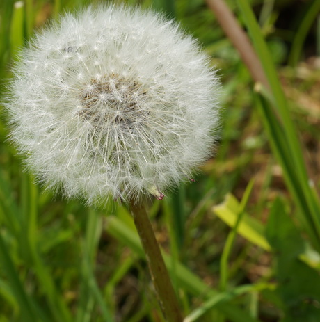 Paardebloem pluis