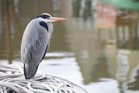 Blauwe reiger