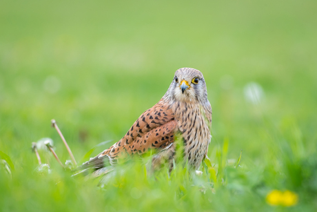 Torenvalk in het groen