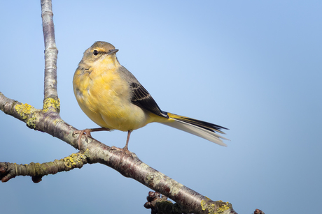Grote Gele Kwikstaart
