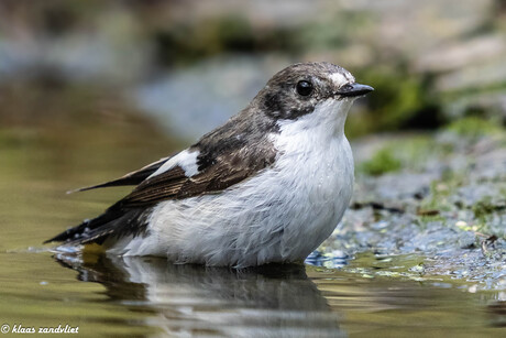 Bonte Vliegenvanger - 2326