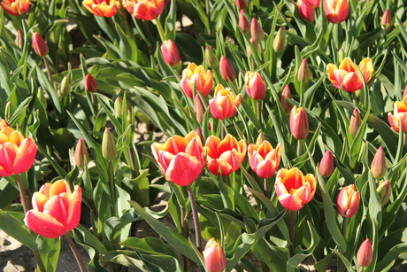 Tulips