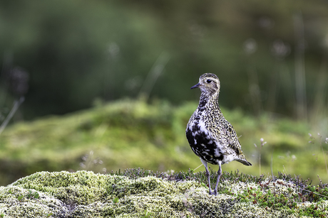 Jonge Goudplevier