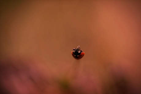 Kracht in contrast. De kleine reus.