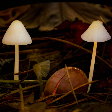 Paddestoelen in de herst