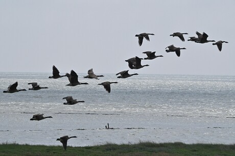 Canadese Gans in formatie