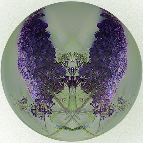 Vlinder