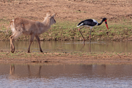 Waterbok bewondert zadelbekooievaar