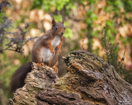 Europese Rode Eekhoorn (Sciurus vulgaris).