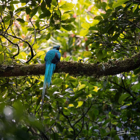 Quetzal