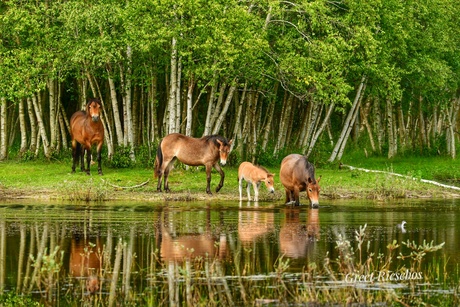 Paarden nemen een bad in een natuurgebied 