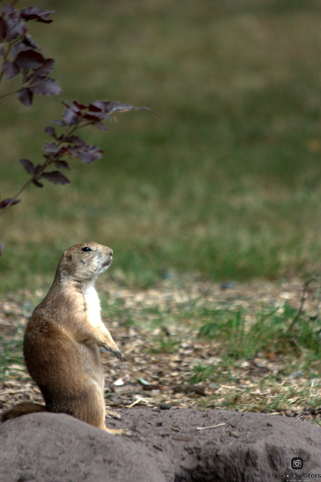 prairihond bewaakt turf!