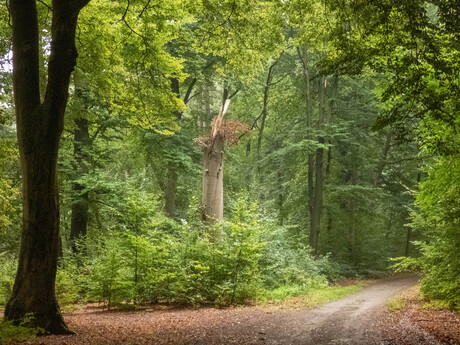 wandelpad in het bos