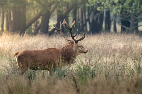 Edelhert in gouden uur