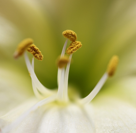 Amaryllis