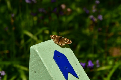 VLINDER