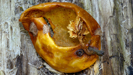 Kunstwerk van insecten