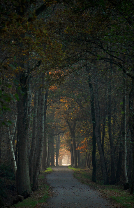 Multfilm tulki bilan jinsiy aloqa