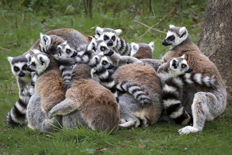 How many (do you count)?