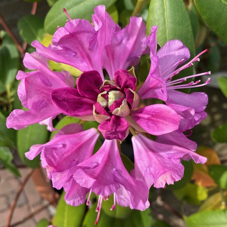Azalea