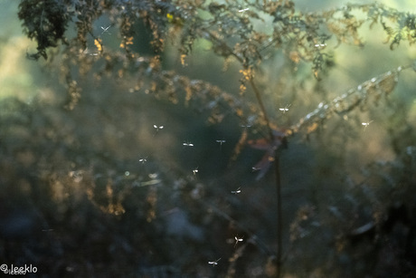 Lichtshow mugjes in bos