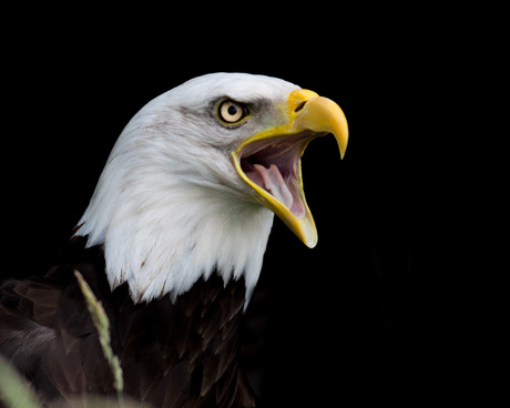 Amerikaanse zee arend