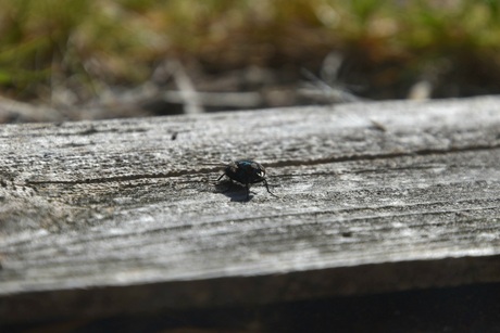 Vlieg op hout.