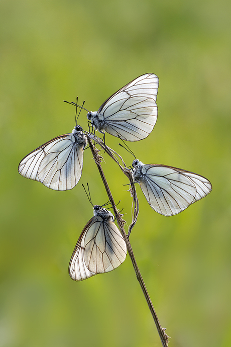 Groot geaderde witjes 