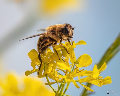 Blinde Bij ( Eristalis tenax).