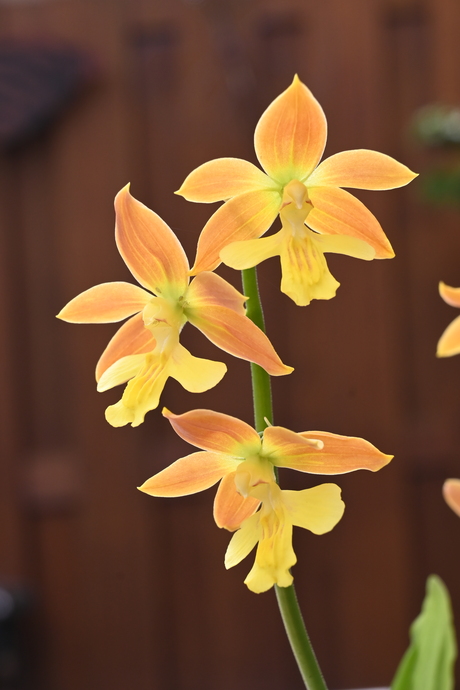 Calanthe striata